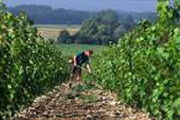 vigneti.jpg