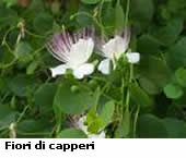 capperi.jpg