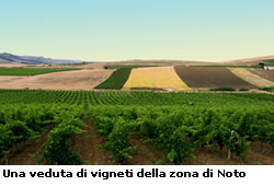 vigneti_noto.jpg