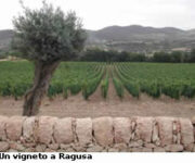 vigneto_ragusano.jpg