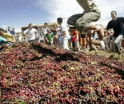 vendemmia.jpg