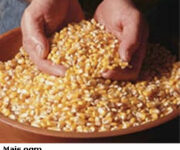 mais_ogm.jpg