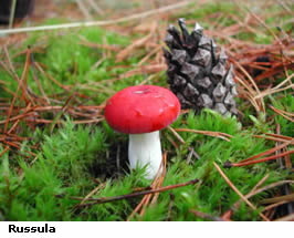 russula.jpg