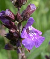 salvia_officinalis.jpg