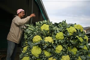 mercato_broccoli.jpg