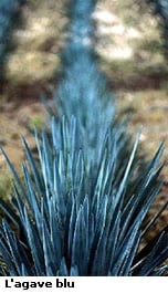 agave_blu.jpg