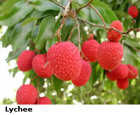 lychee.jpg