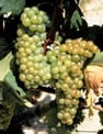 uva_moscato67.jpg