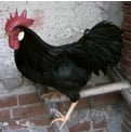 livornese_gallo78.jpg