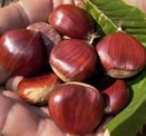 castagne83.jpg