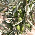 olive_axtura83.jpg