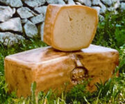 ragusano