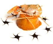 ricetta-flan-melenzane