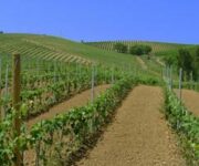 Vigneto_Mancuso-Ippolito