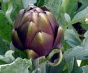 carciofo