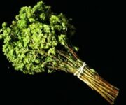 origano
