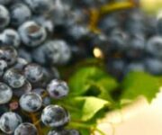 Primitivo-di-Manduria