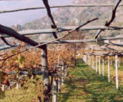 vigneto-montagna