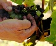 Raccolta_manuale_delluva_Asz