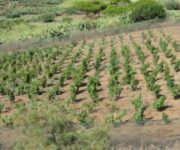 Linosa-campo-sperimentale