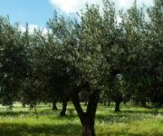 albero_ulivo