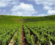 vigneto_genrico_2_20080213_125559