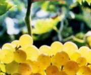 Strada_vino_Soave_grappolo_uva_Garganega