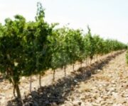 ighe-di-un-vigneto-con-terra-secco