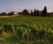 foto-vigneto-franciacorta