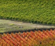 MontalcinocoloriVigneti-400x300_1