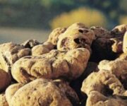 Tartufo-bianco-di-Alba