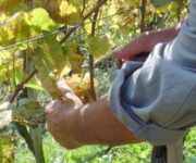 attualit-vendemmia