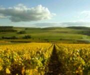 champagne-2236118_350x0