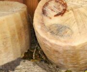 Pecorino_Siciliano_DOP