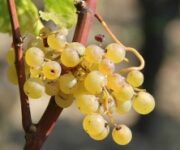 botrytis