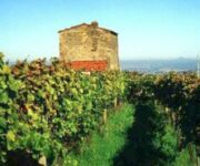 casale-mattia-vini-laziali-37228