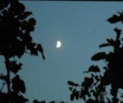 luna-tra-i-vigneti-488212862664696Cbf