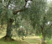 paesaggio_olivicolo