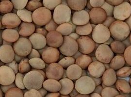 lenticchie