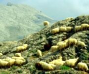 sardegnagricoltura