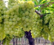 uva-vigneto-vigneto-di-uva-italia