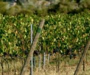 vernaccia-sangimignano-vigneto-consorzio450