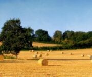 Campo_di_grano_mietuto