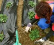 donne-agricoltura_326x205_c