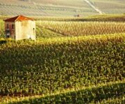 vigneti_alcamo_Medium