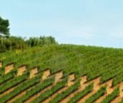 vigneto-pronto-per-la-raccolta