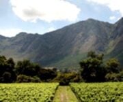 vigneto_nuova_zelanda