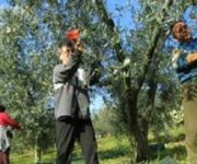 raccolta-olive2