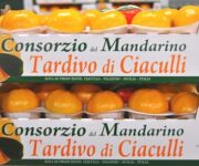 Mandarino_ciaculli_hp