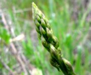 asparagohp2